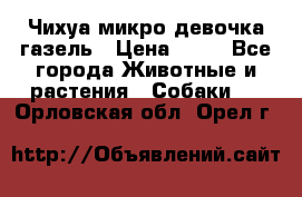 Чихуа микро девочка газель › Цена ­ 65 - Все города Животные и растения » Собаки   . Орловская обл.,Орел г.